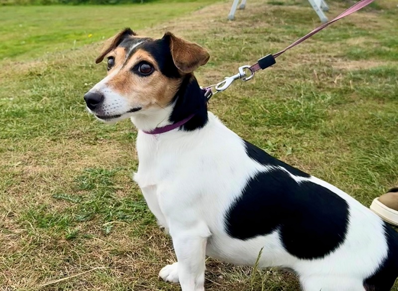 Seaboard Cafe Dog Friendly